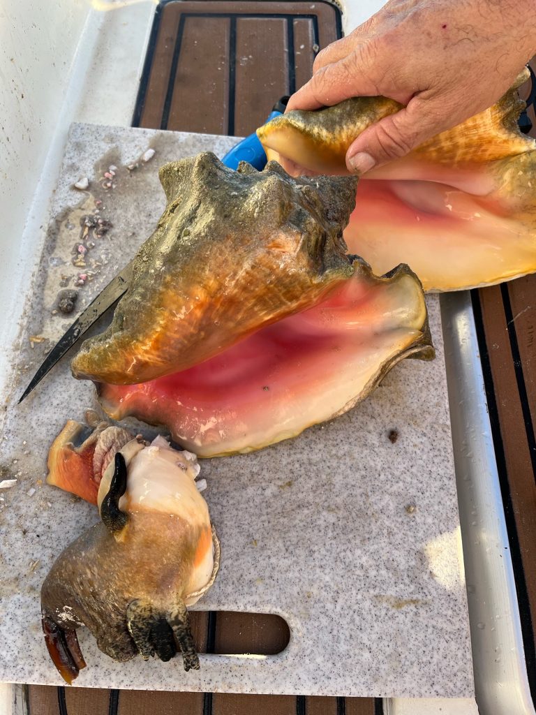 Cleaning Conch
