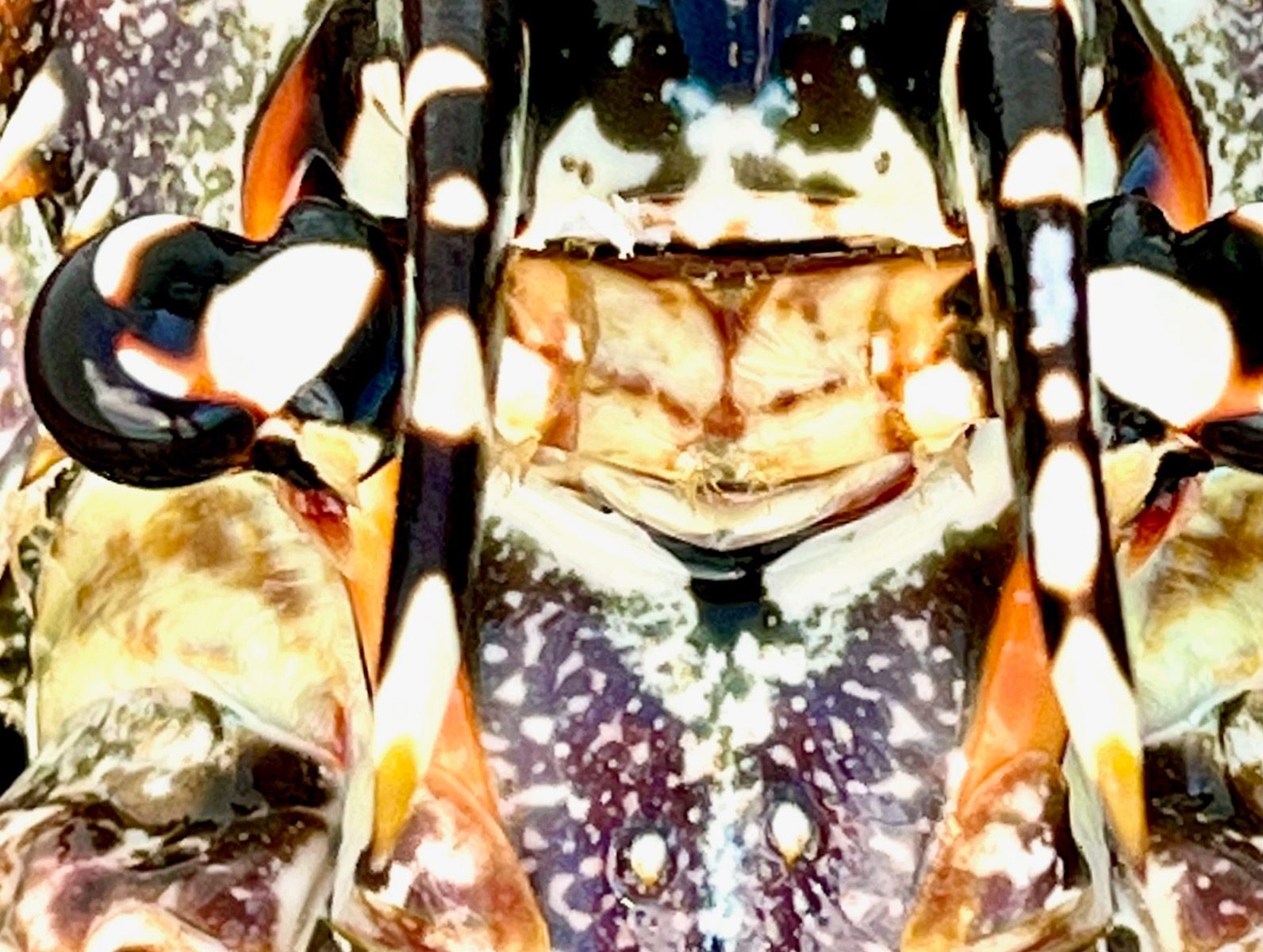 Lobster Closeup
