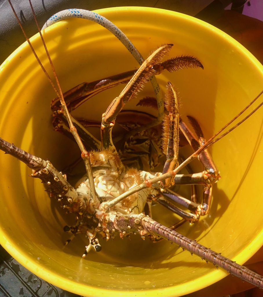 Bucket Full Of Lobster