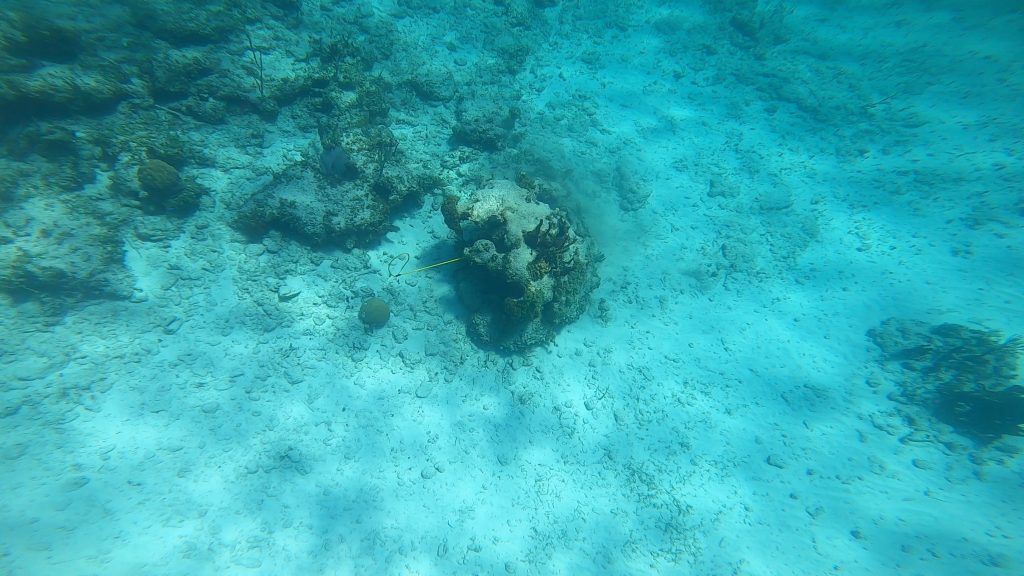 Spear Pole With Nassau Grouper Stuck