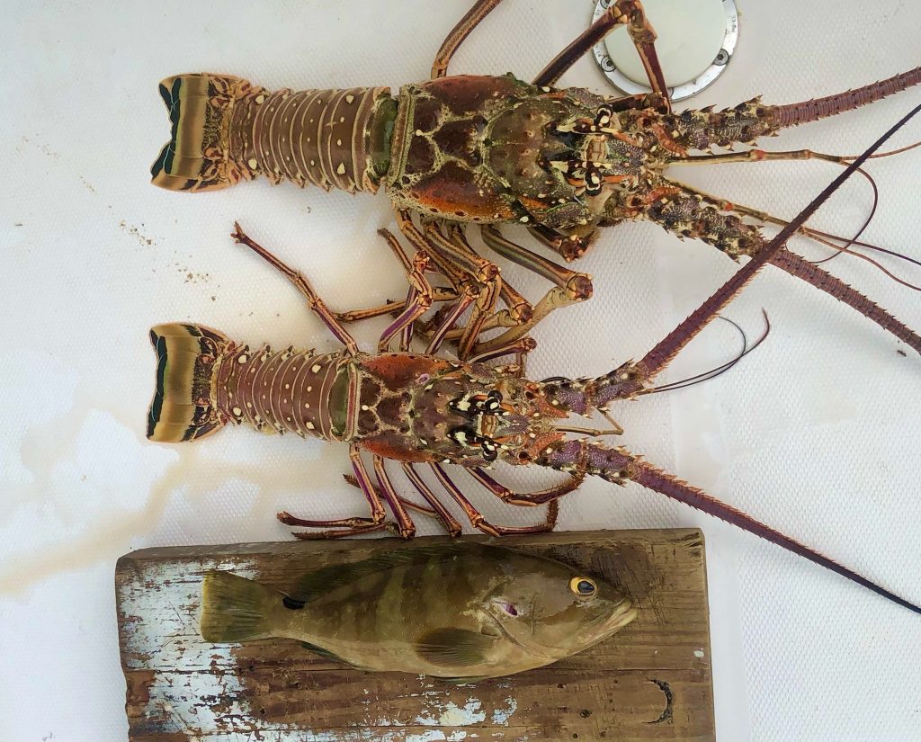2 Lobsters and a Nassau Grouper