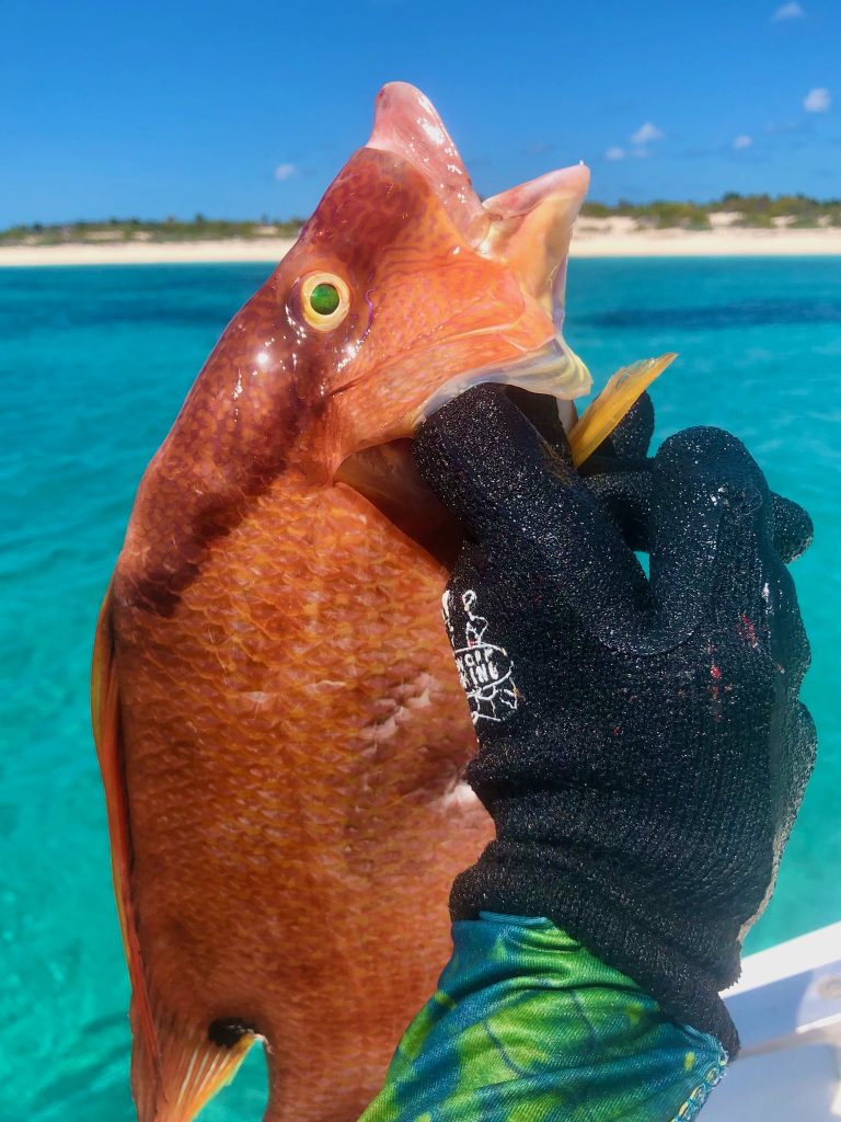 Hogfish from Man O War