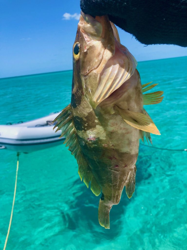 Not So Elusive Nassau Grouper Anymore