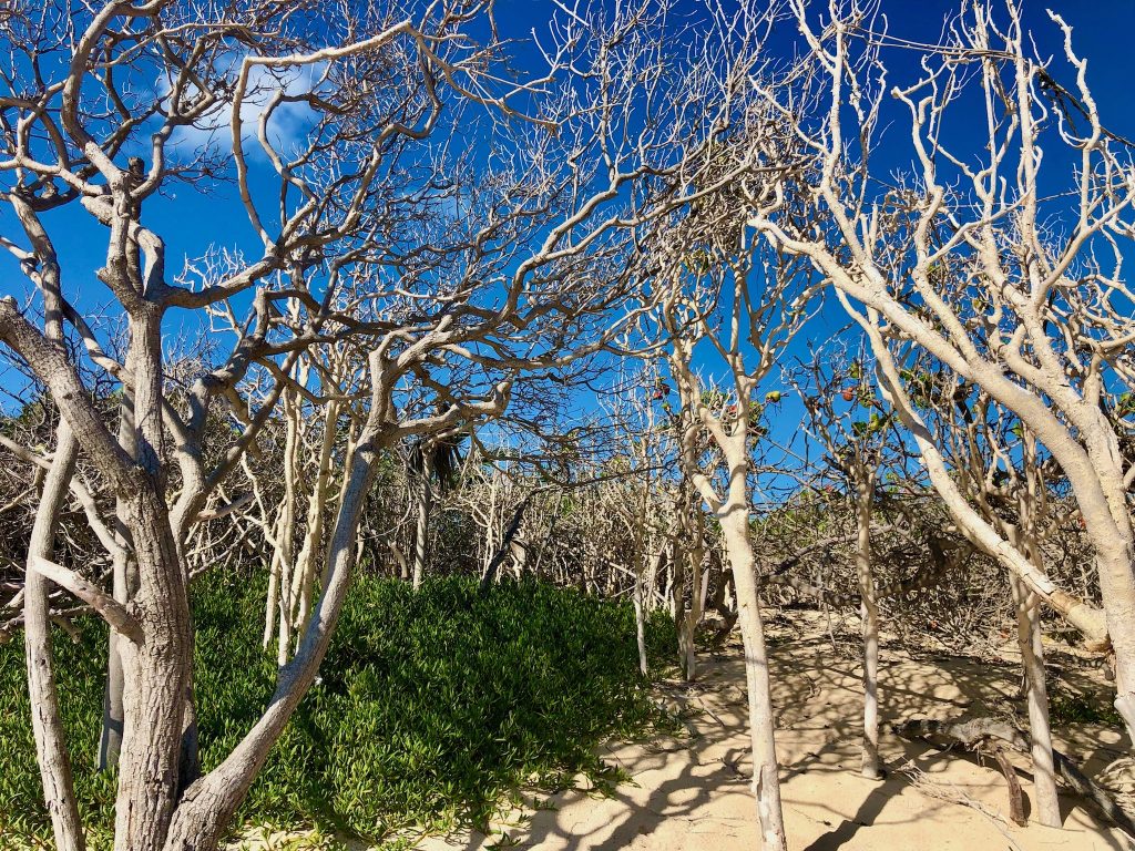 Sand Dollar Hike