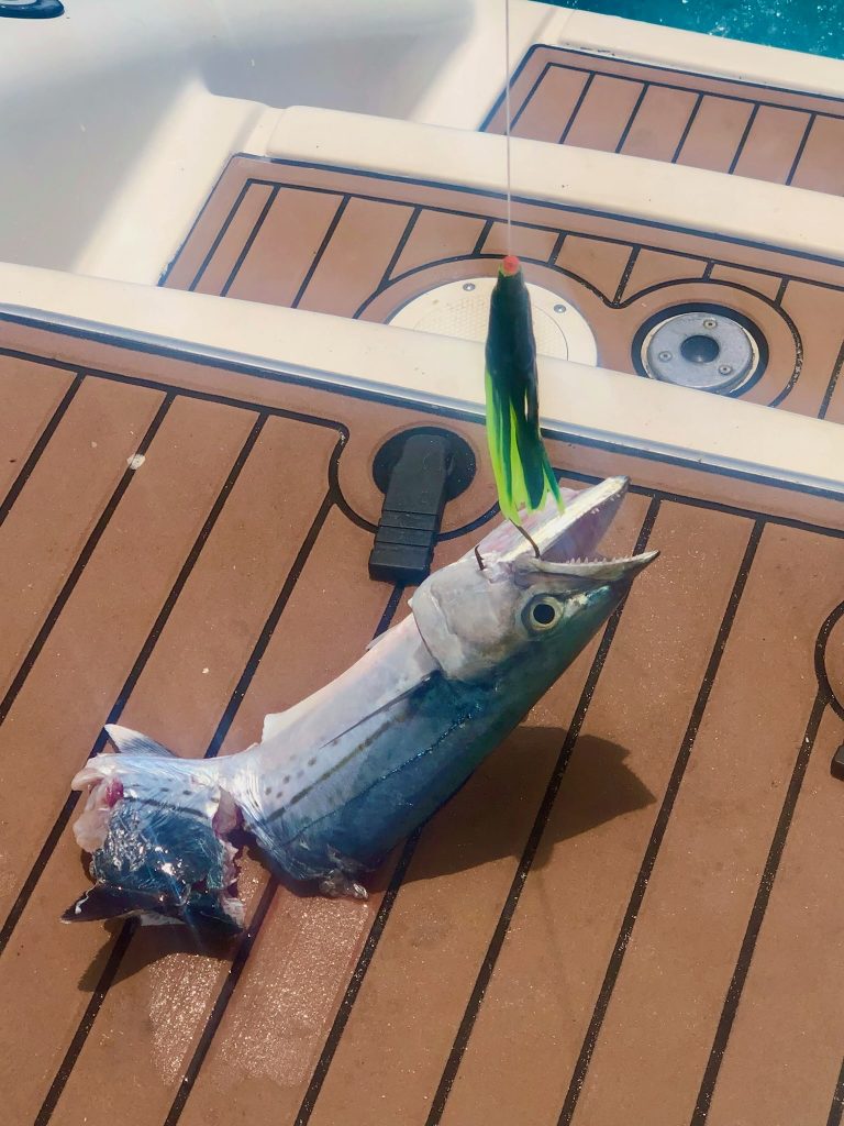 Barracuda Got Chomped Reeling Him In