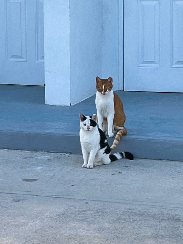 Marina Cats