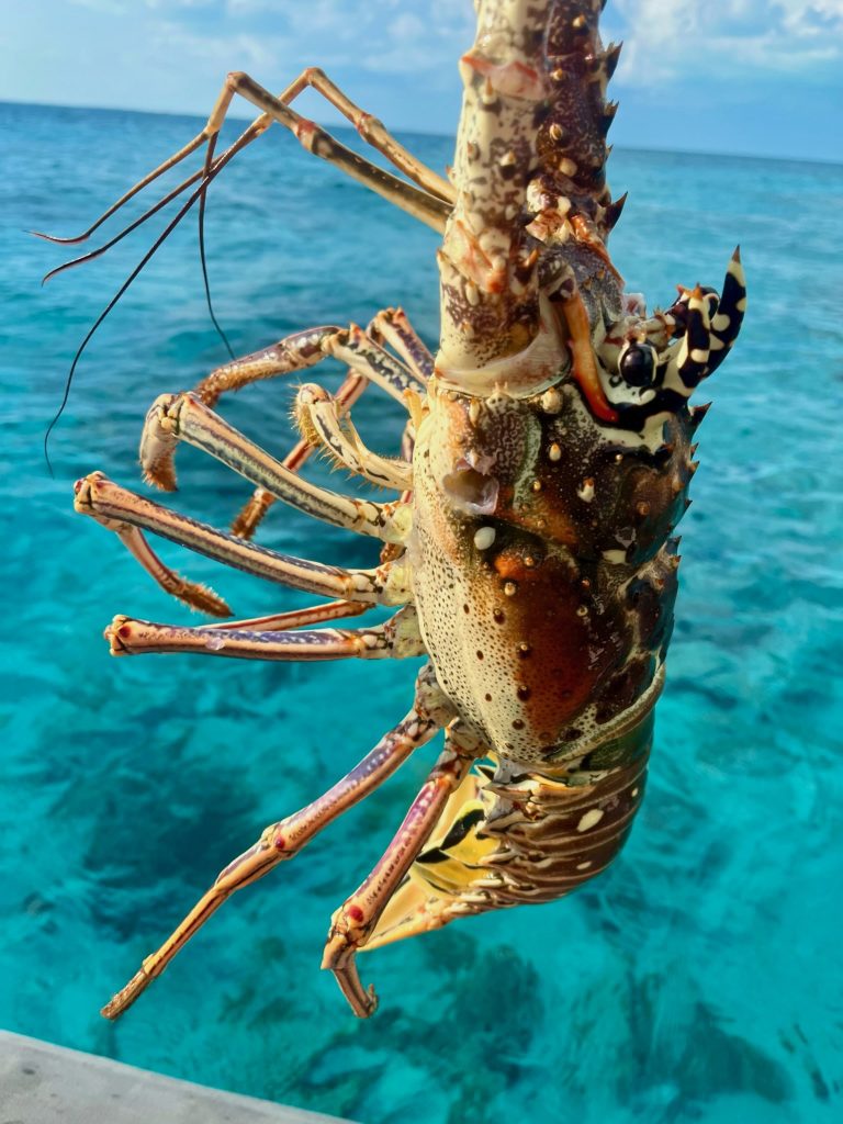 First Lobster of the Season