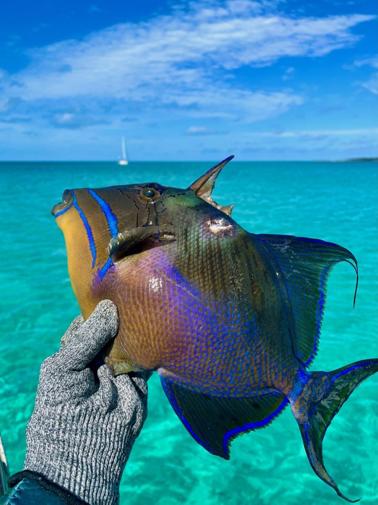 Triggerfish