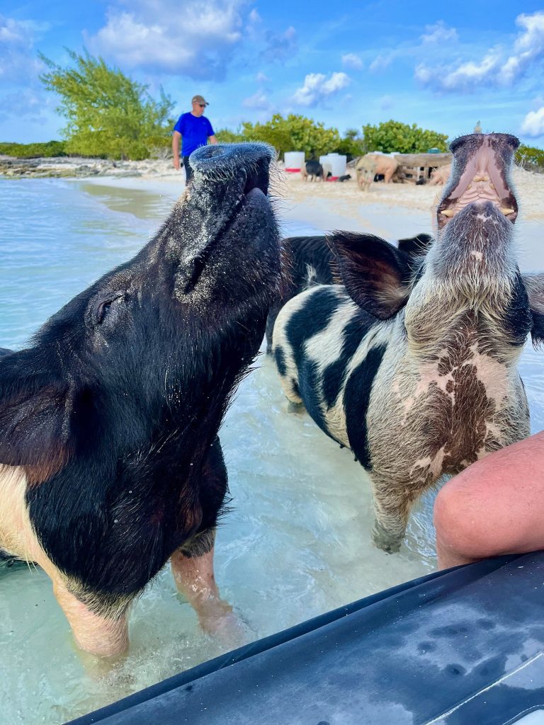 Fake Pig Island at White Bay Cay