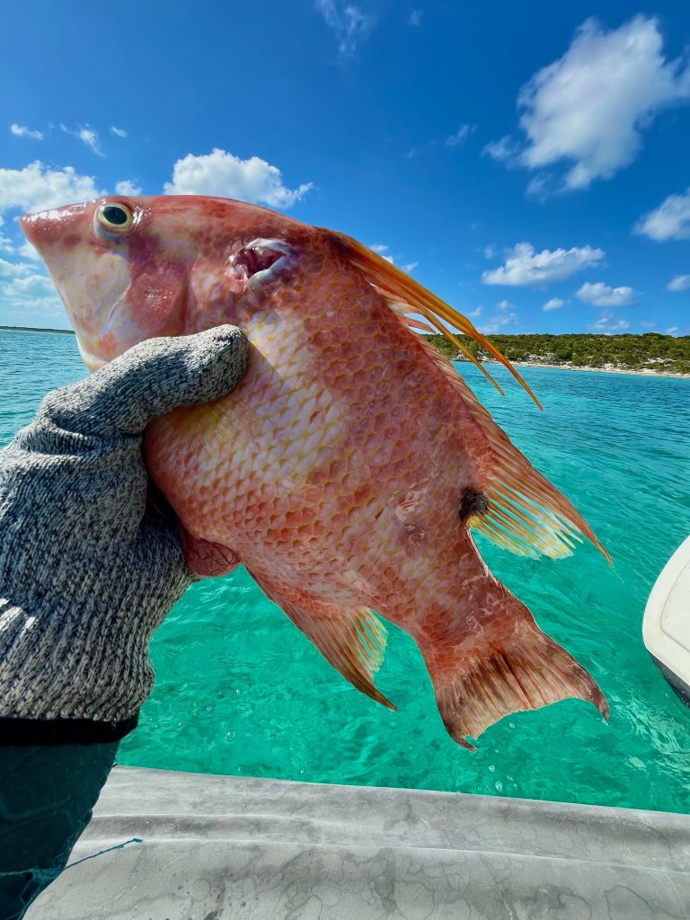 Caught a Hogfish