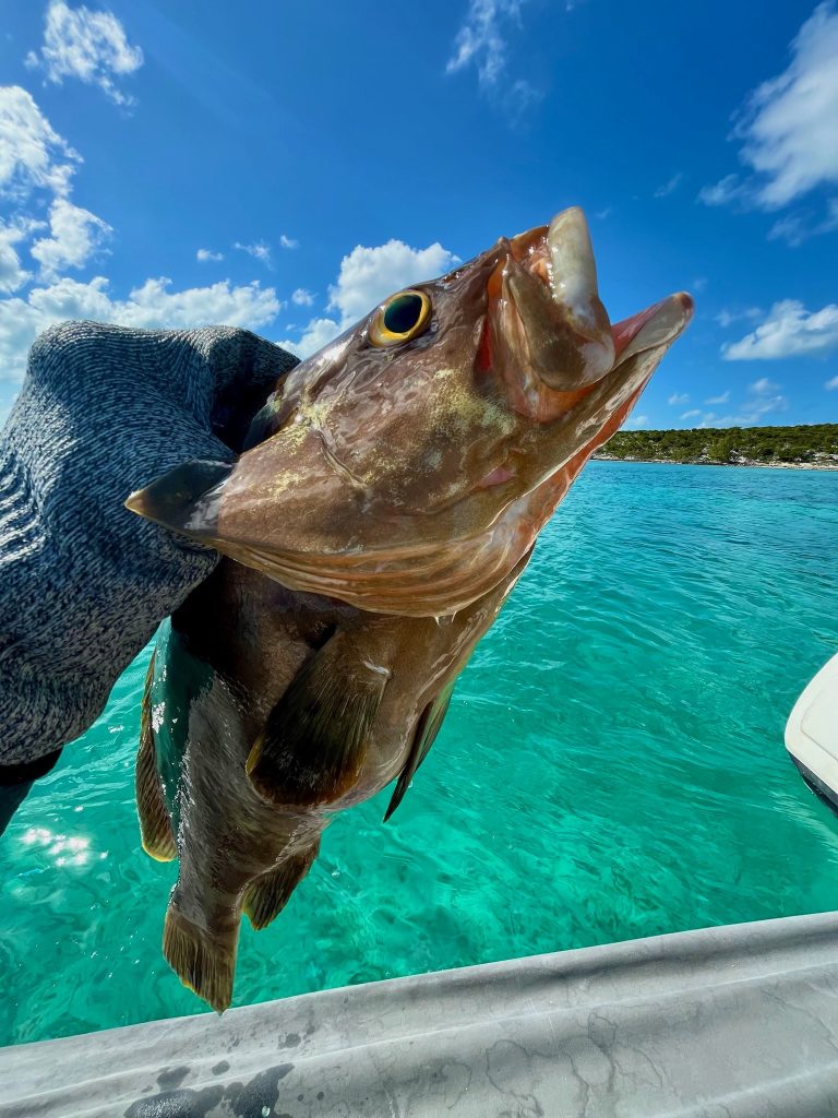 Nassau Grouper